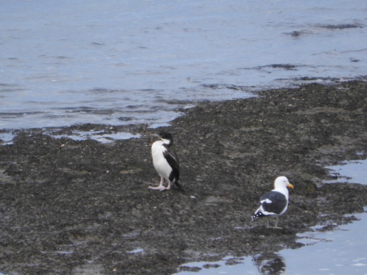 Imperial Cormorant - ML470485781