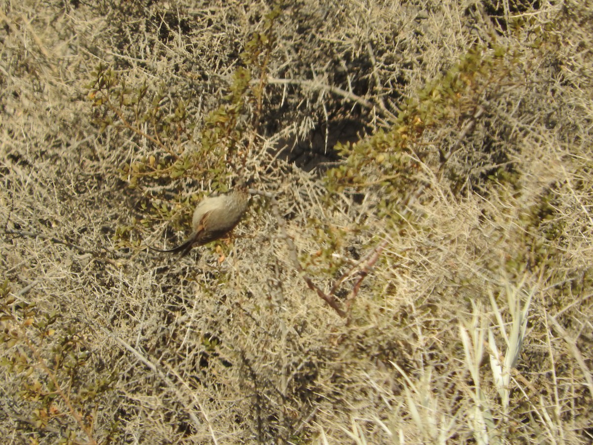 Plain-mantled Tit-Spinetail - COA KIUS