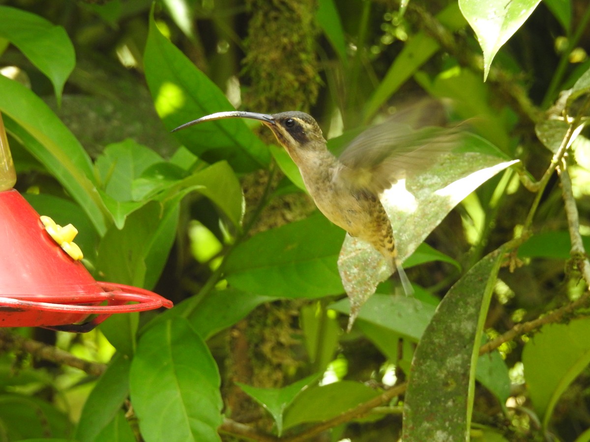 Длинноклювый колибри-отшельник - ML470486051