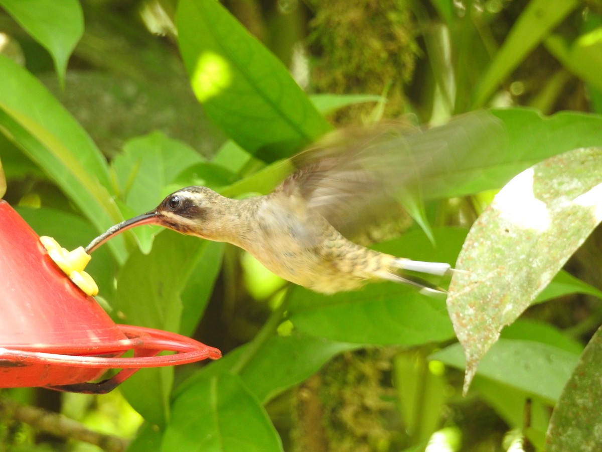kolibřík tmavolící - ML470486641