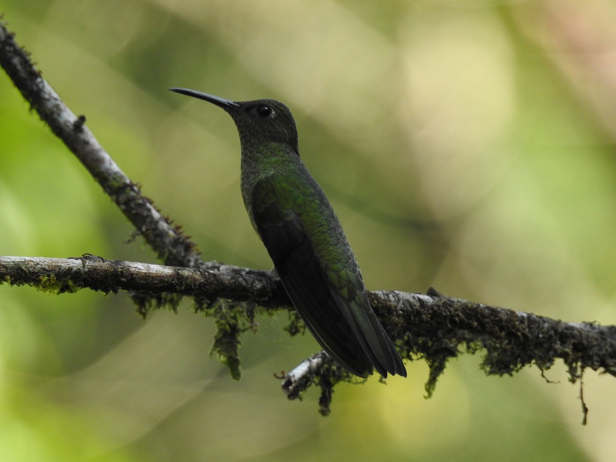 Scaly-breasted Hummingbird - ML470487161