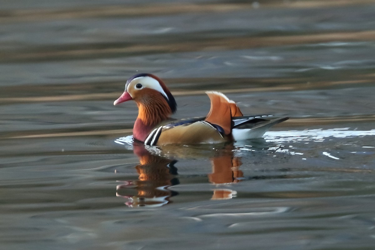 Mandarin Duck - ML470489871