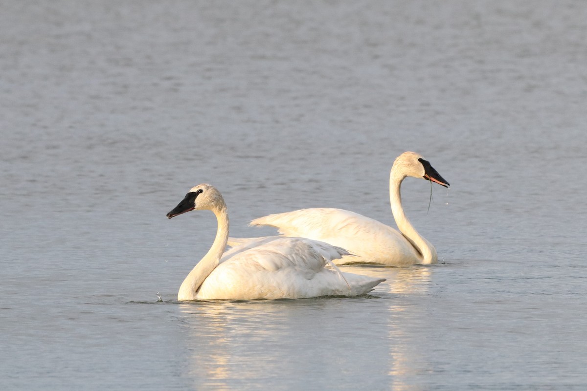 Trumpeter Swan - Alex Plamondon