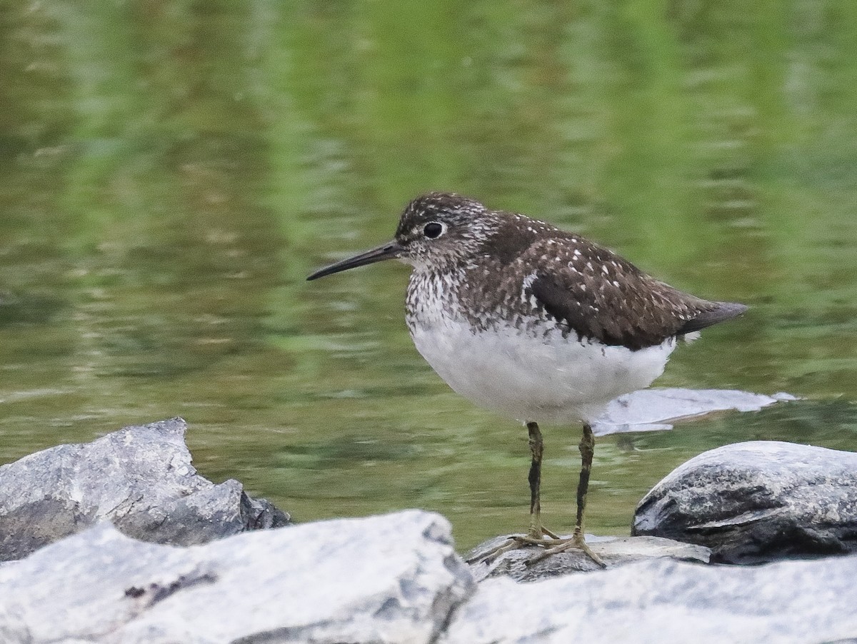 Solitary Sandpiper - ML470490161