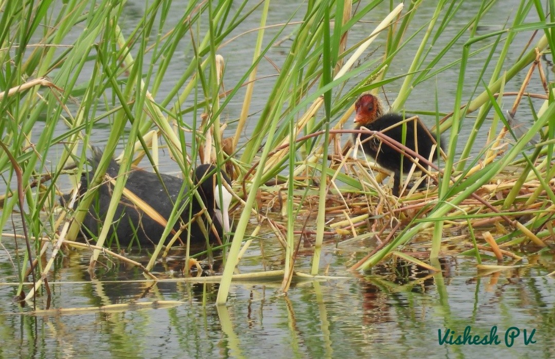 Eurasian Coot - Vishesh  P V