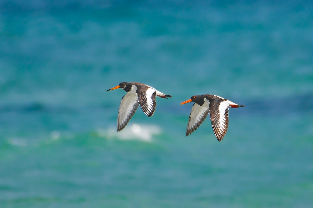 Eurasian Oystercatcher - Yonatan Gordon