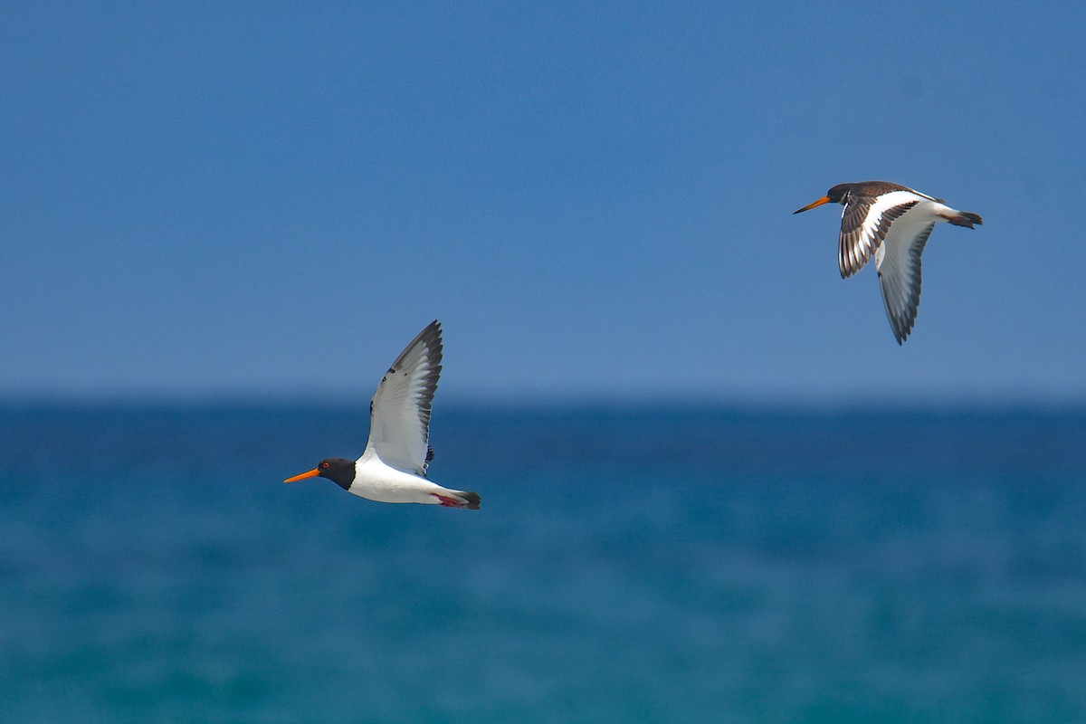 Eurasian Oystercatcher - Yonatan Gordon