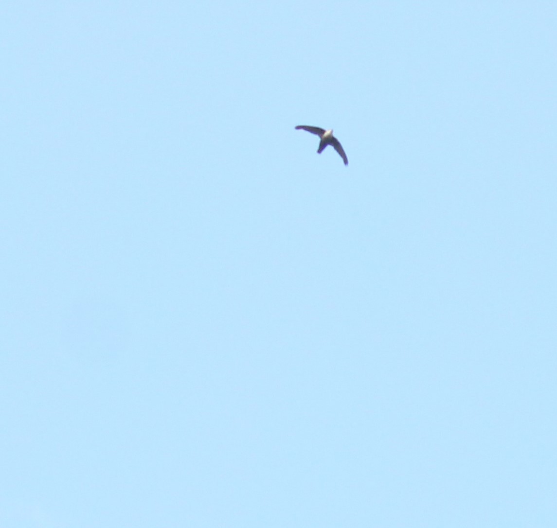 Chimney Swift - ML470493281