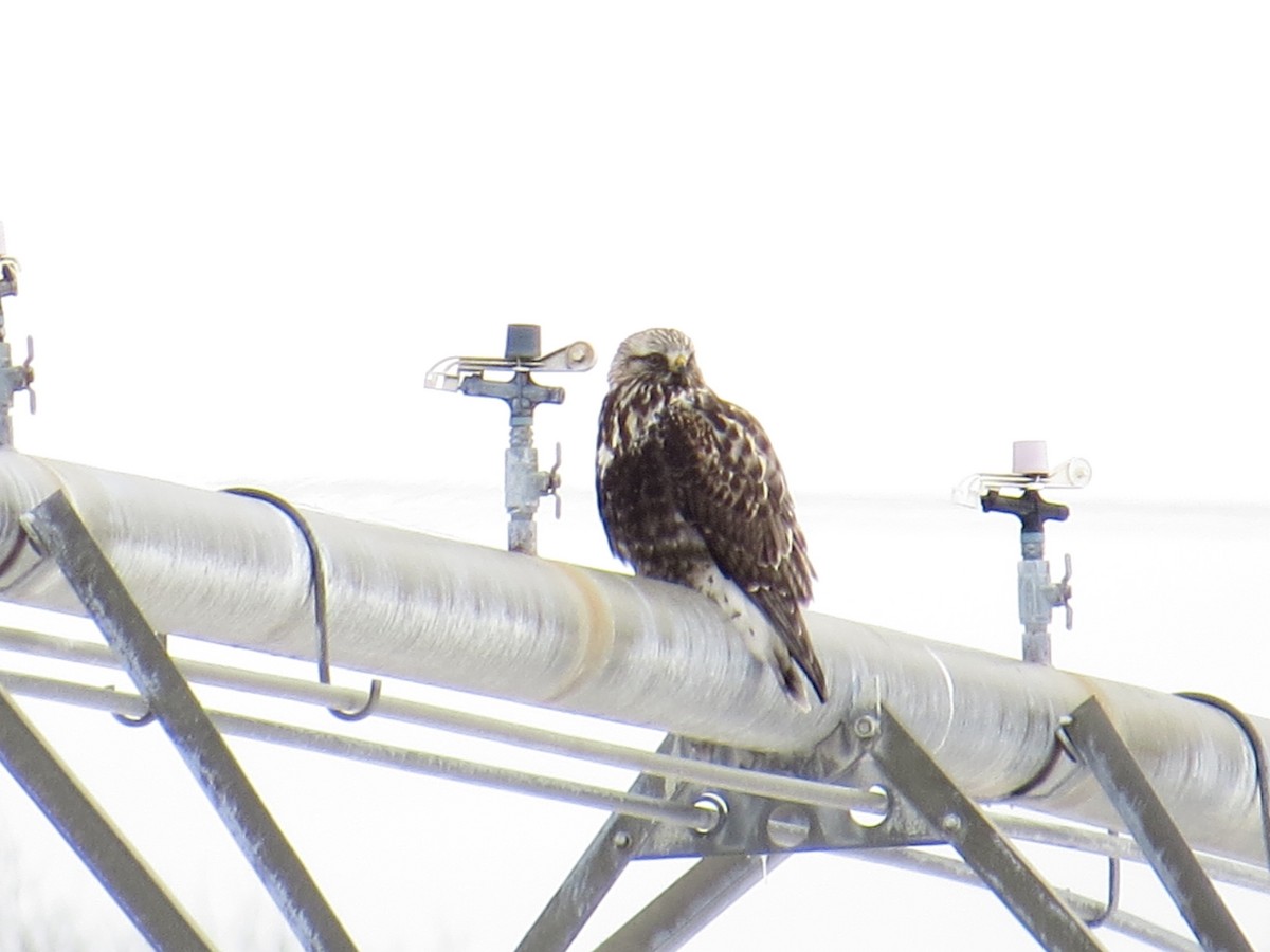 Rough-legged Hawk - Emily Tornga