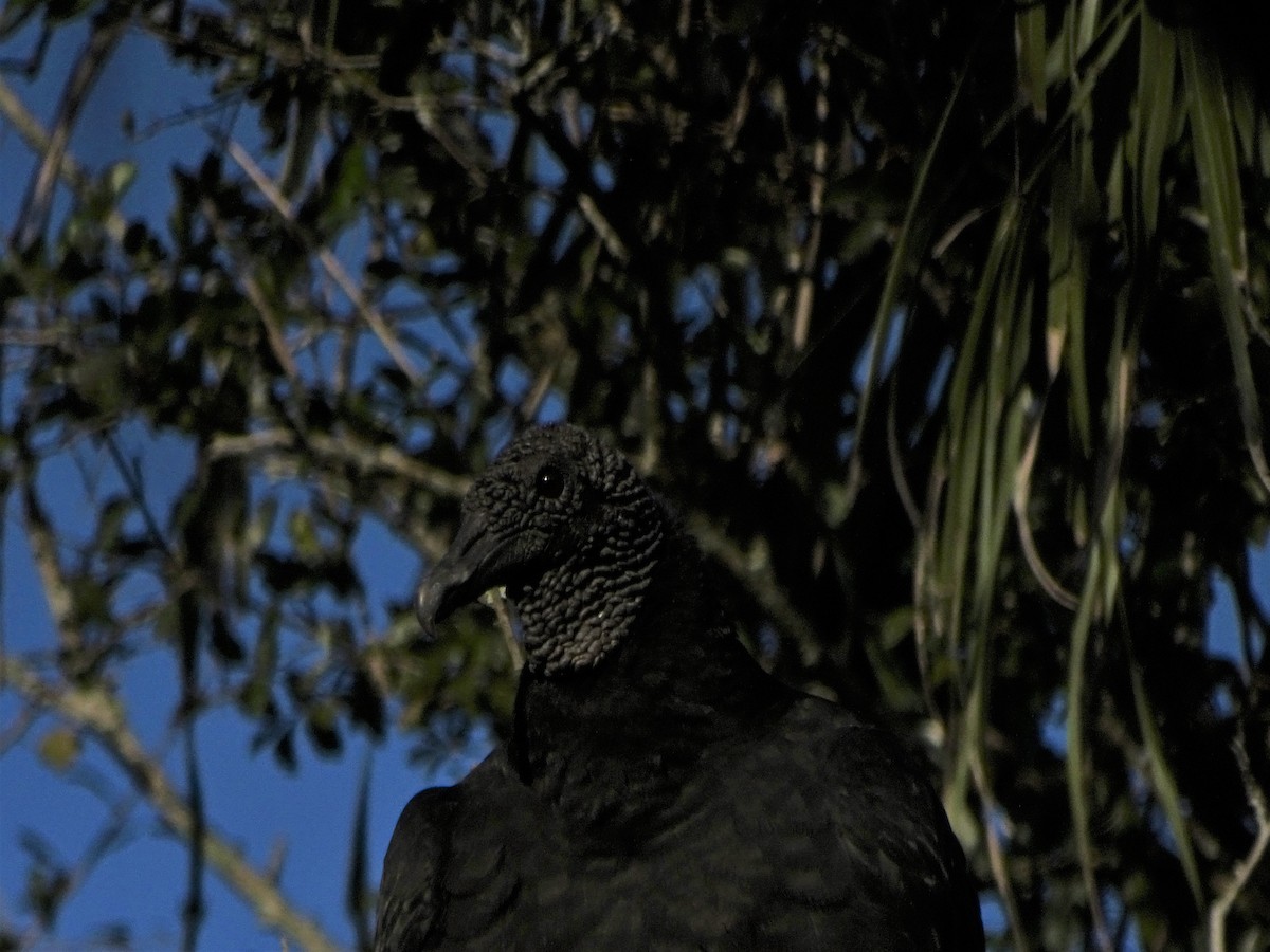 Black Vulture - Mirian Del Río