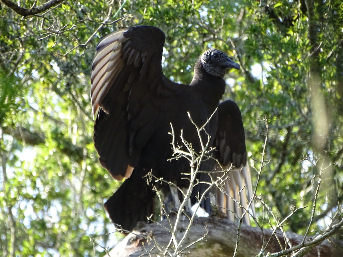 Black Vulture - Mirian Del Río