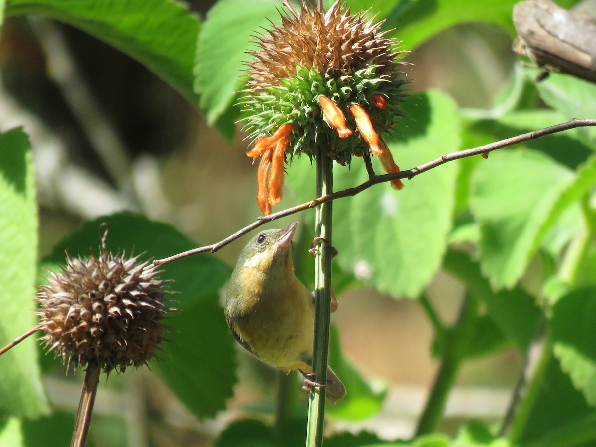 Rusty Flowerpiercer - ML470498461