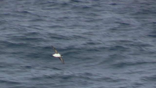 Gray Petrel - ML470499201