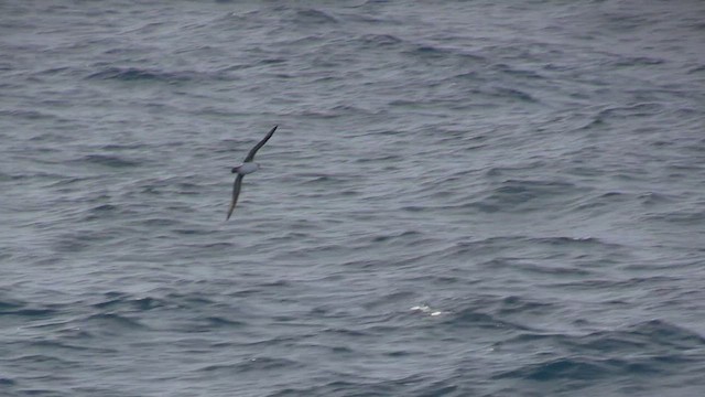 Gray Petrel - ML470500281