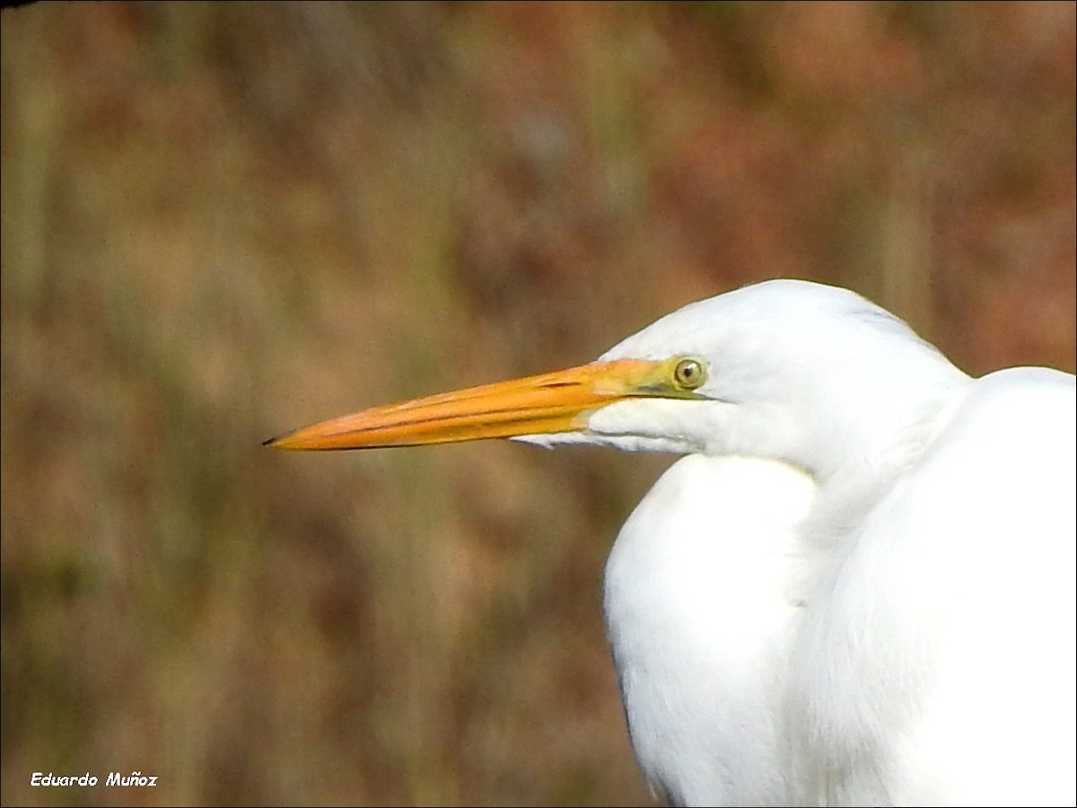 egretthegre - ML470500731
