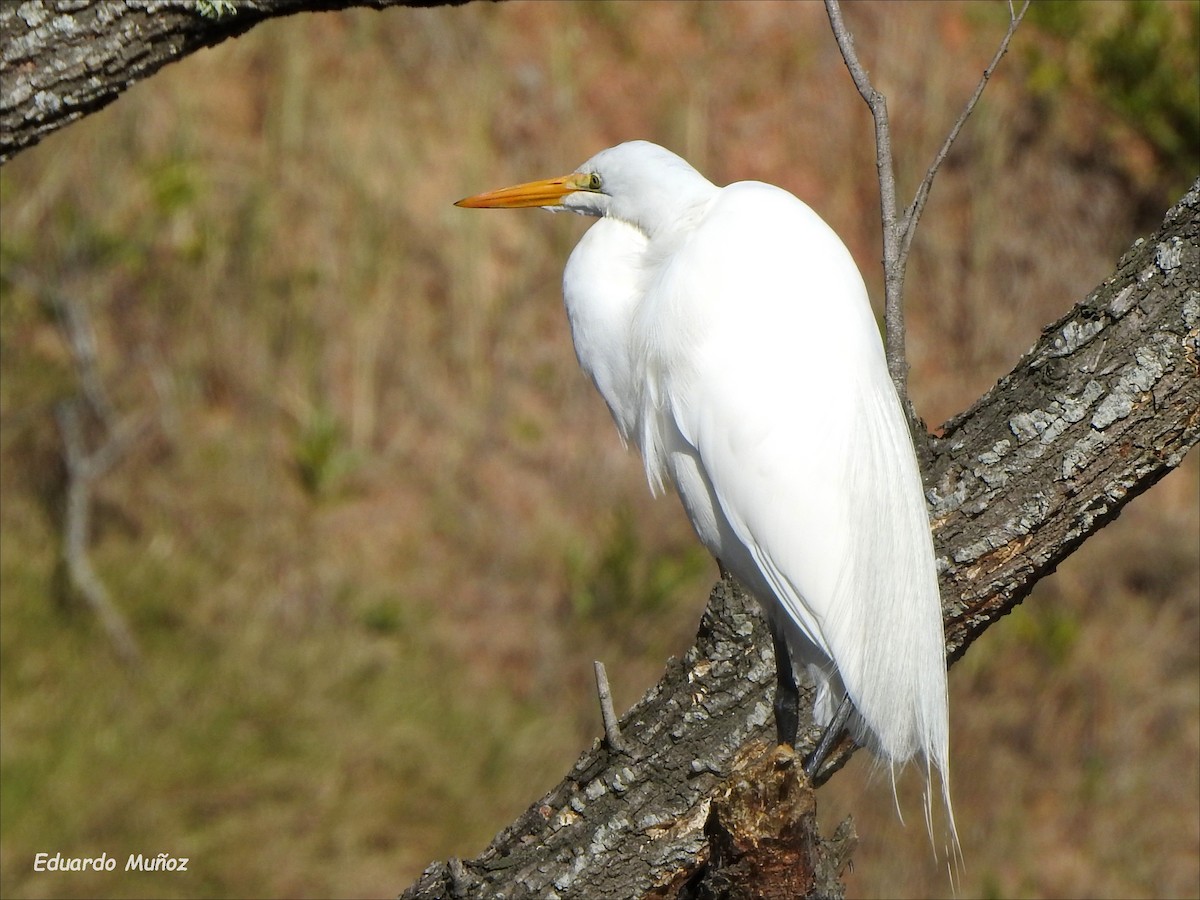 egretthegre - ML470500741