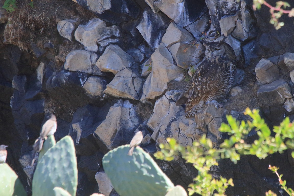 Cape Eagle-Owl (Northern) - ML47050161