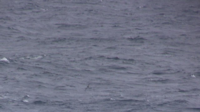 Gray Petrel - ML470502991