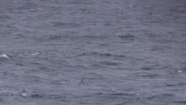 Gray Petrel - ML470502991