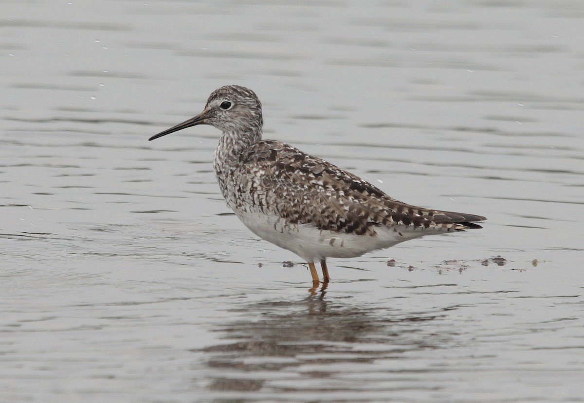 Lesser Yellowlegs - ML470503641