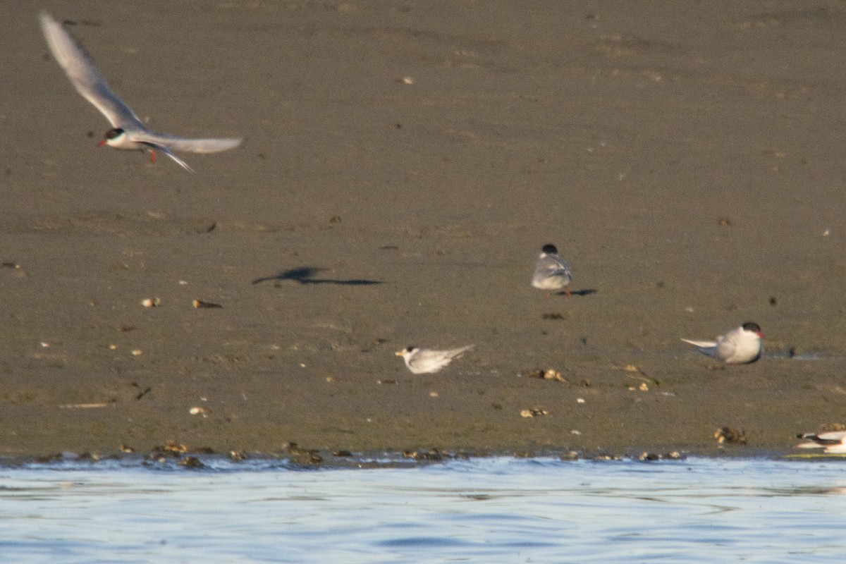 Least Tern - ML470504141