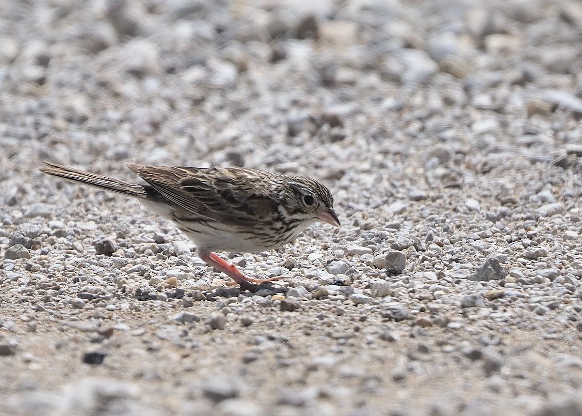 Vesper Sparrow - ML470504351