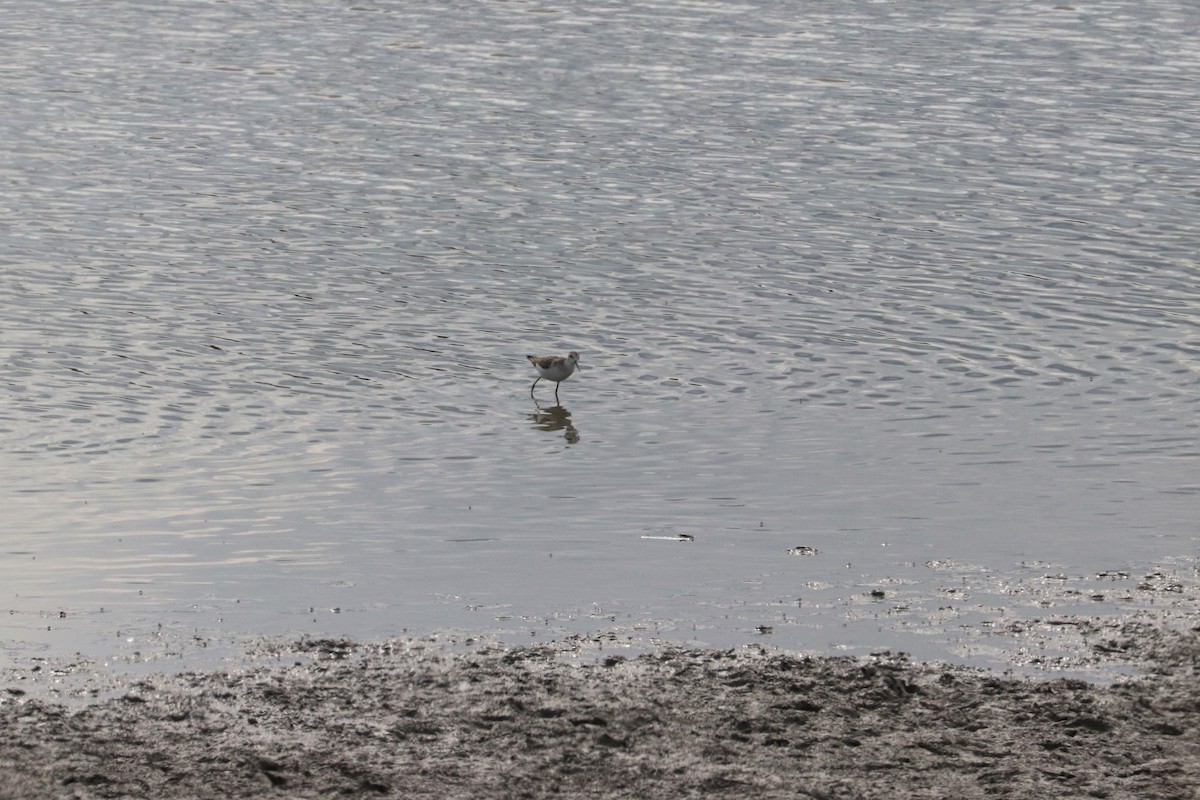 Marsh Sandpiper - ML470505271