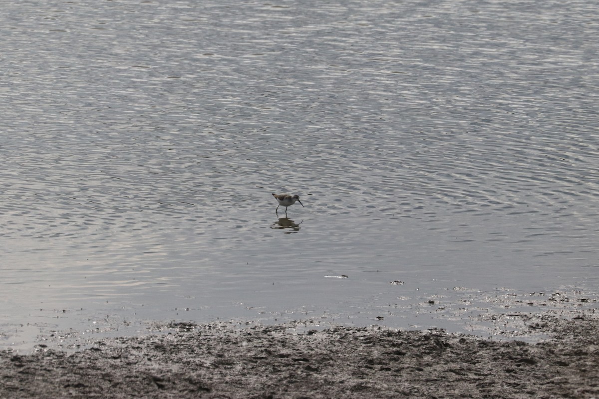Marsh Sandpiper - ML470505281
