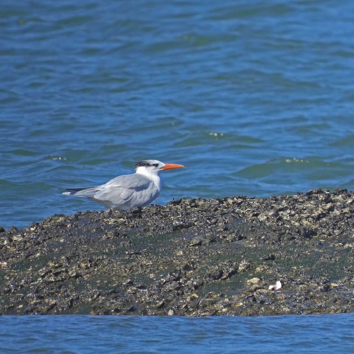 Royal Tern - ML470505381