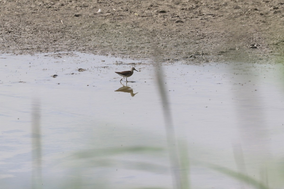 Wood Sandpiper - ML470505421