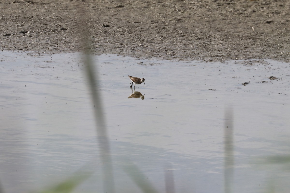 Wood Sandpiper - ML470505431