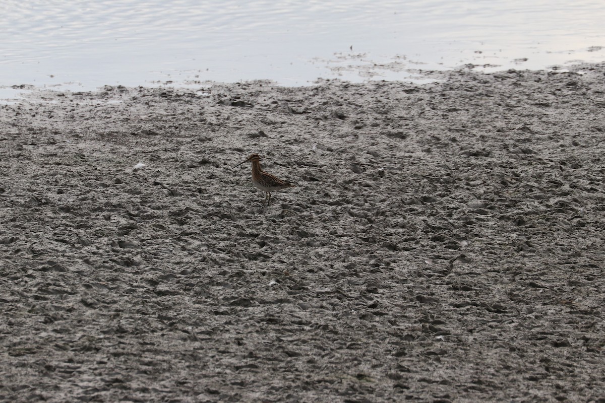 Common Snipe - ML470505641