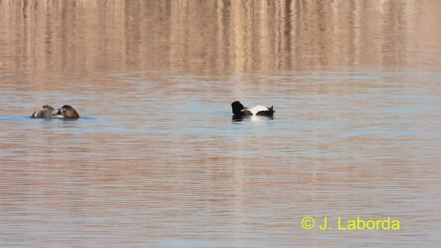 Tufted Duck - ML470505721