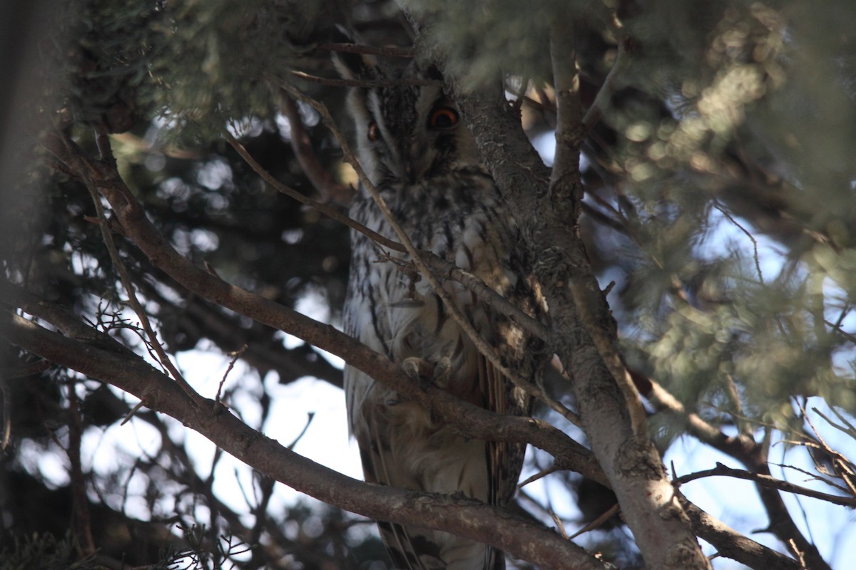 Long-eared Owl - ML47050711