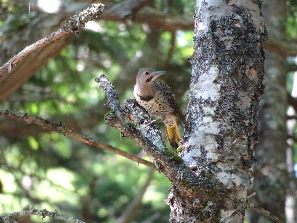 Northern Flicker - ML470507491