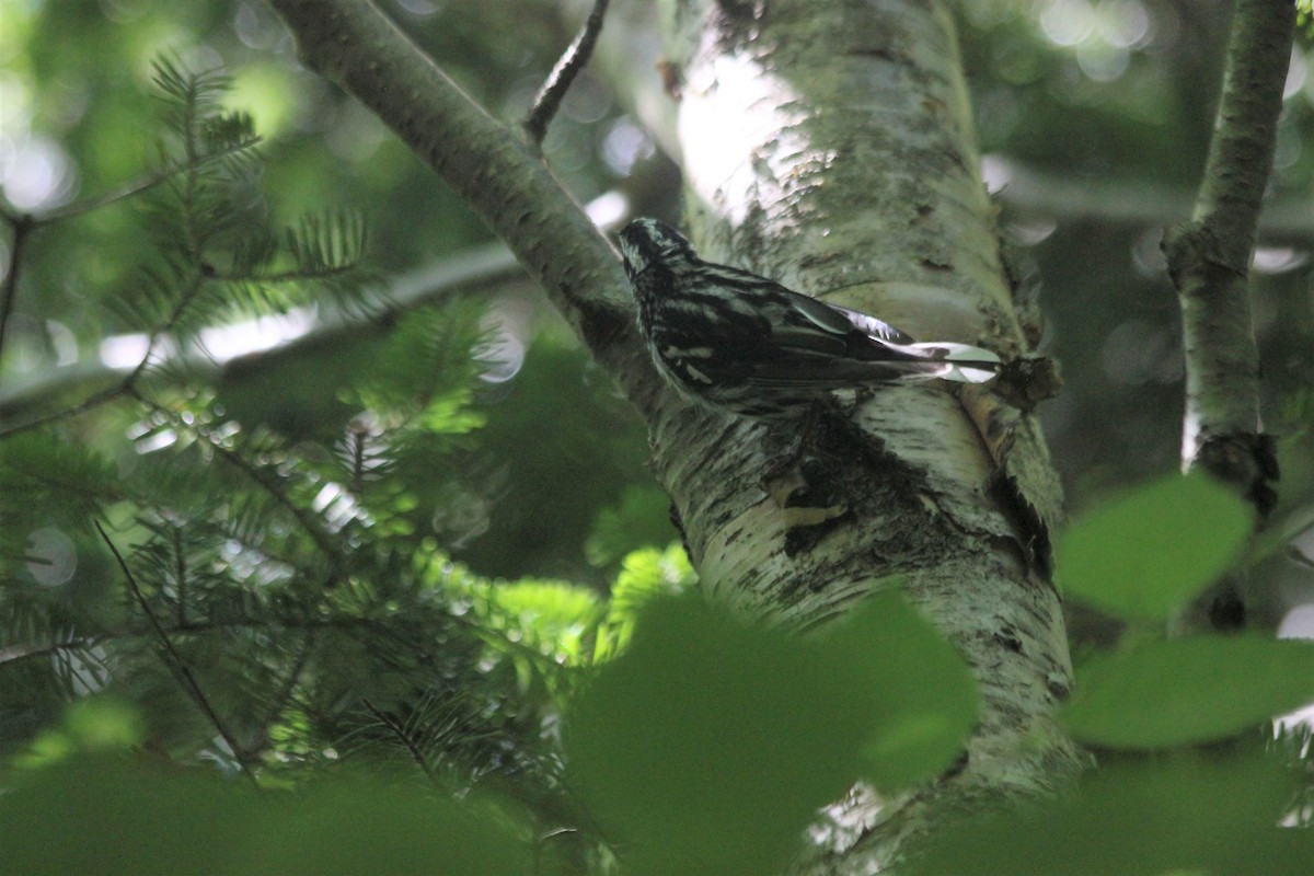 Black-and-white Warbler - ML470507501