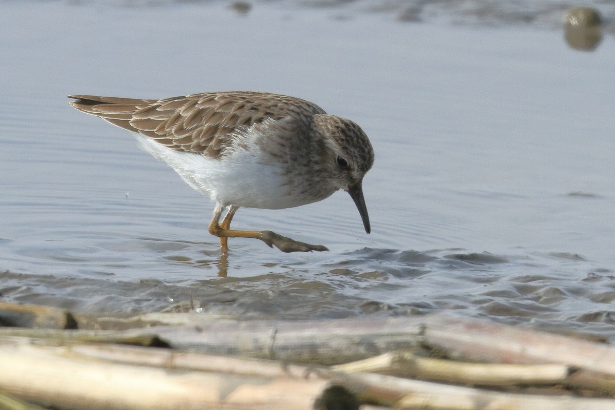 Least Sandpiper - ML470508761