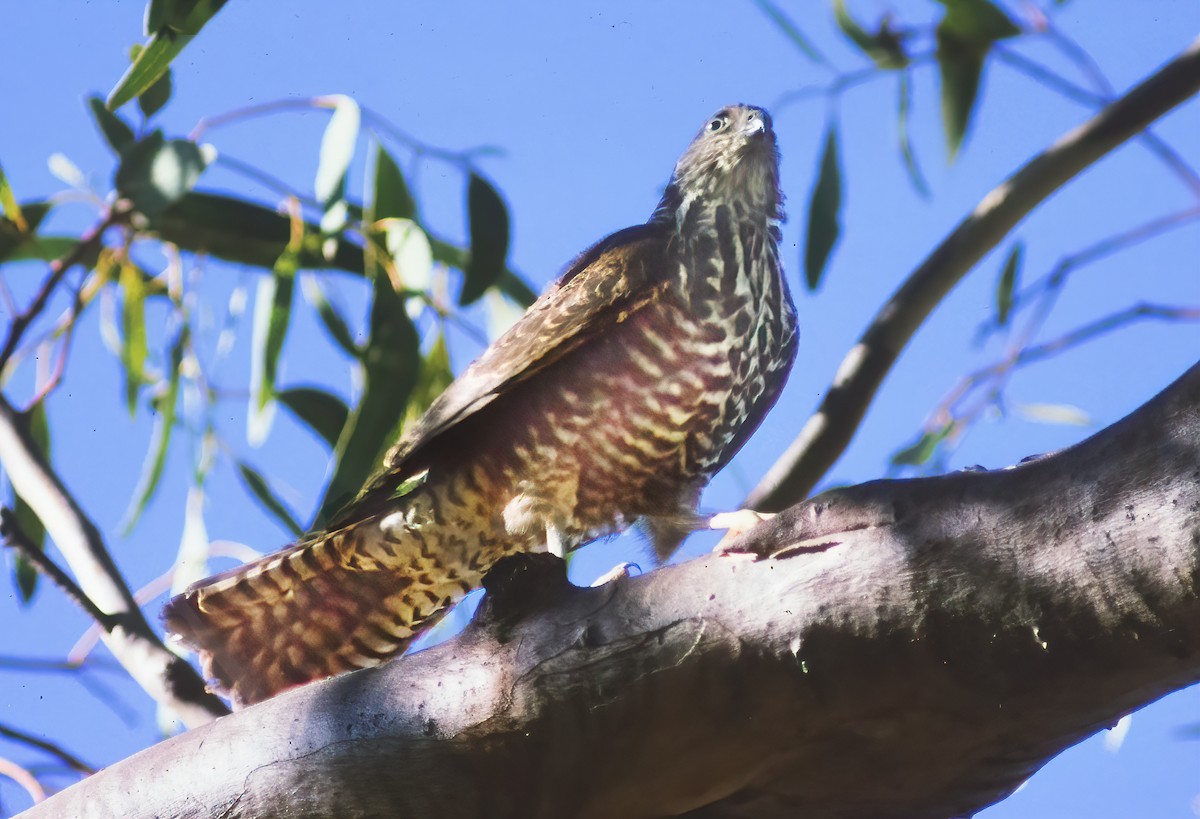 Brown Goshawk - ML470508821