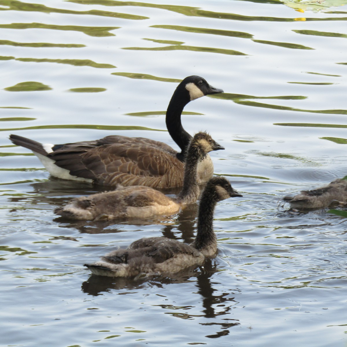 Canada Goose - ML470512611