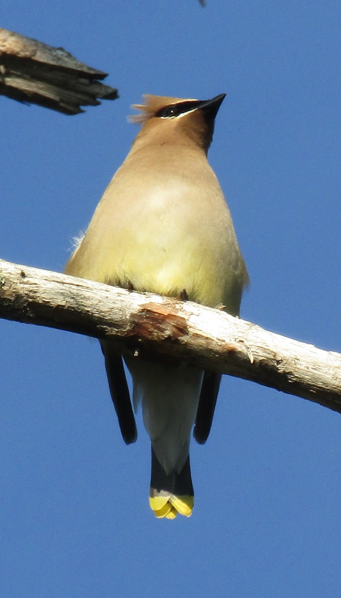 Cedar Waxwing - ML470512641