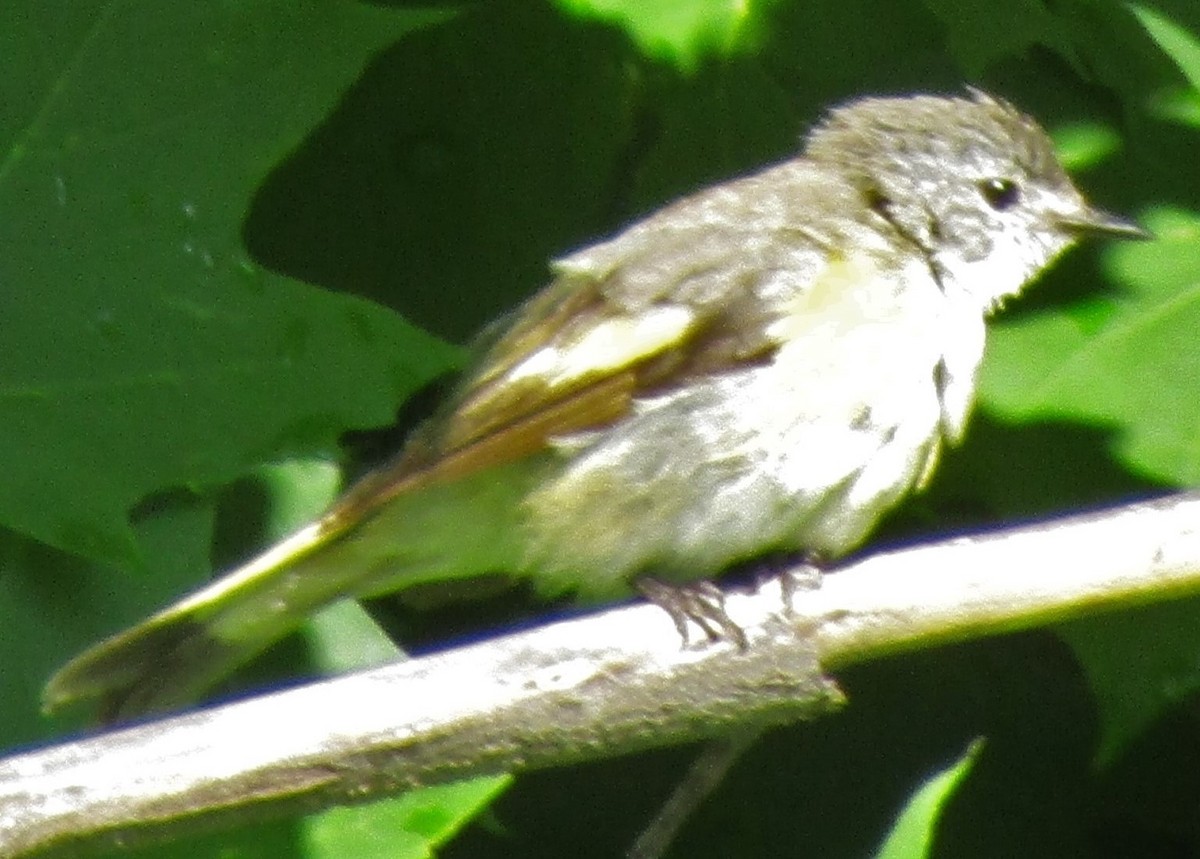 American Redstart - ML470512901