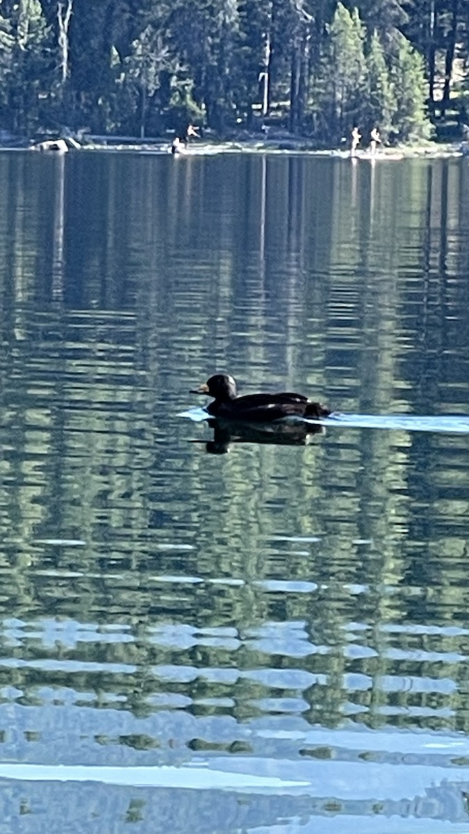 Black Scoter - Sam Hogenson