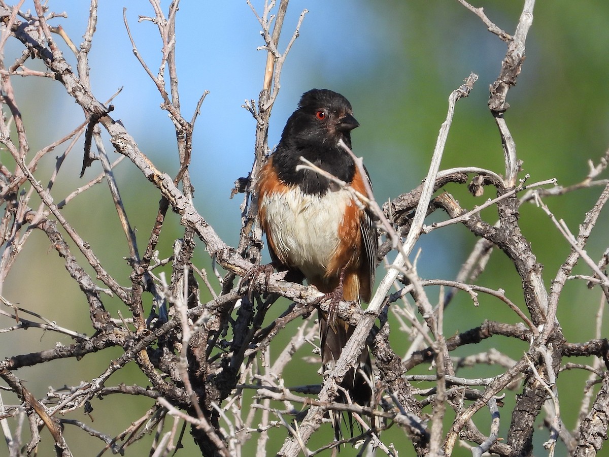 Spotted Towhee - ML470514541