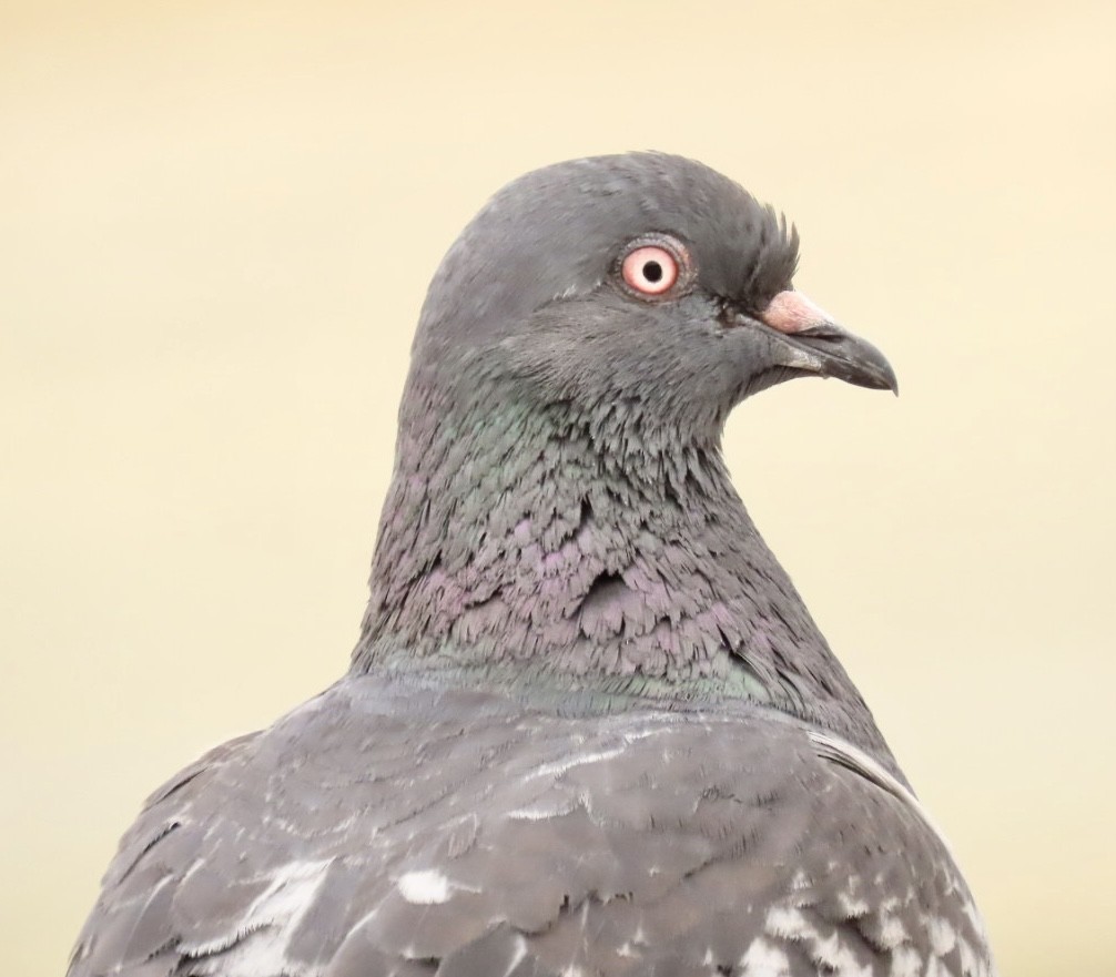 Pigeon biset (forme domestique) - ML470514971