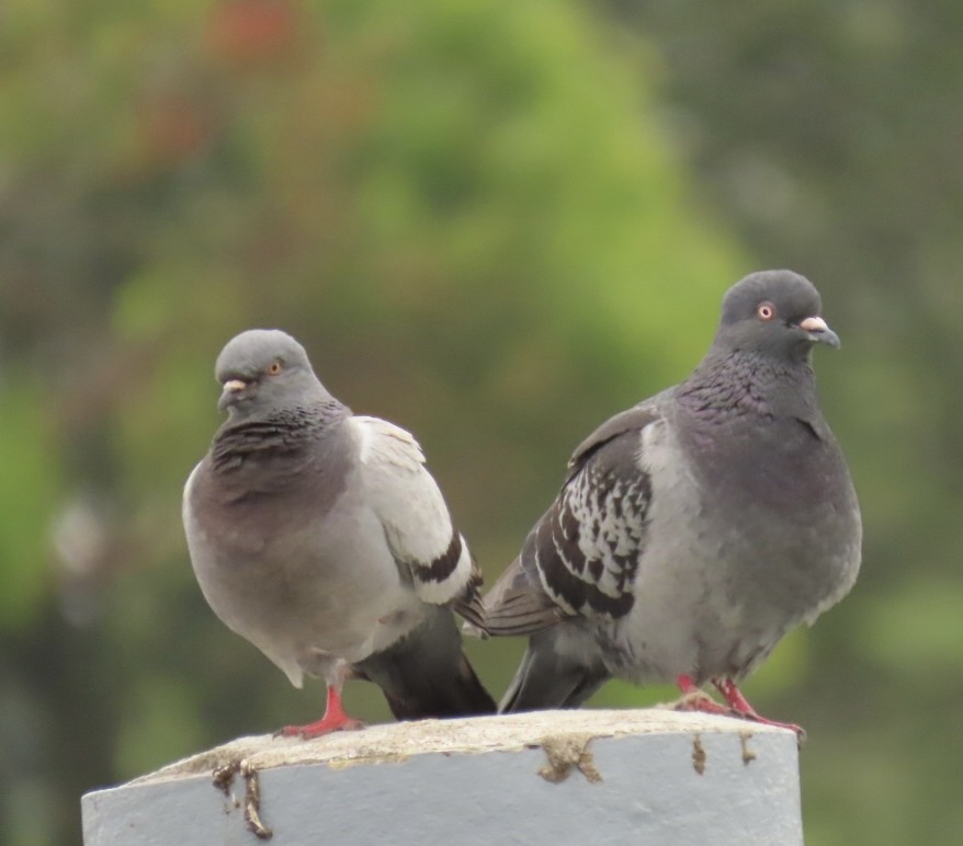 Rock Pigeon (Feral Pigeon) - ML470514981
