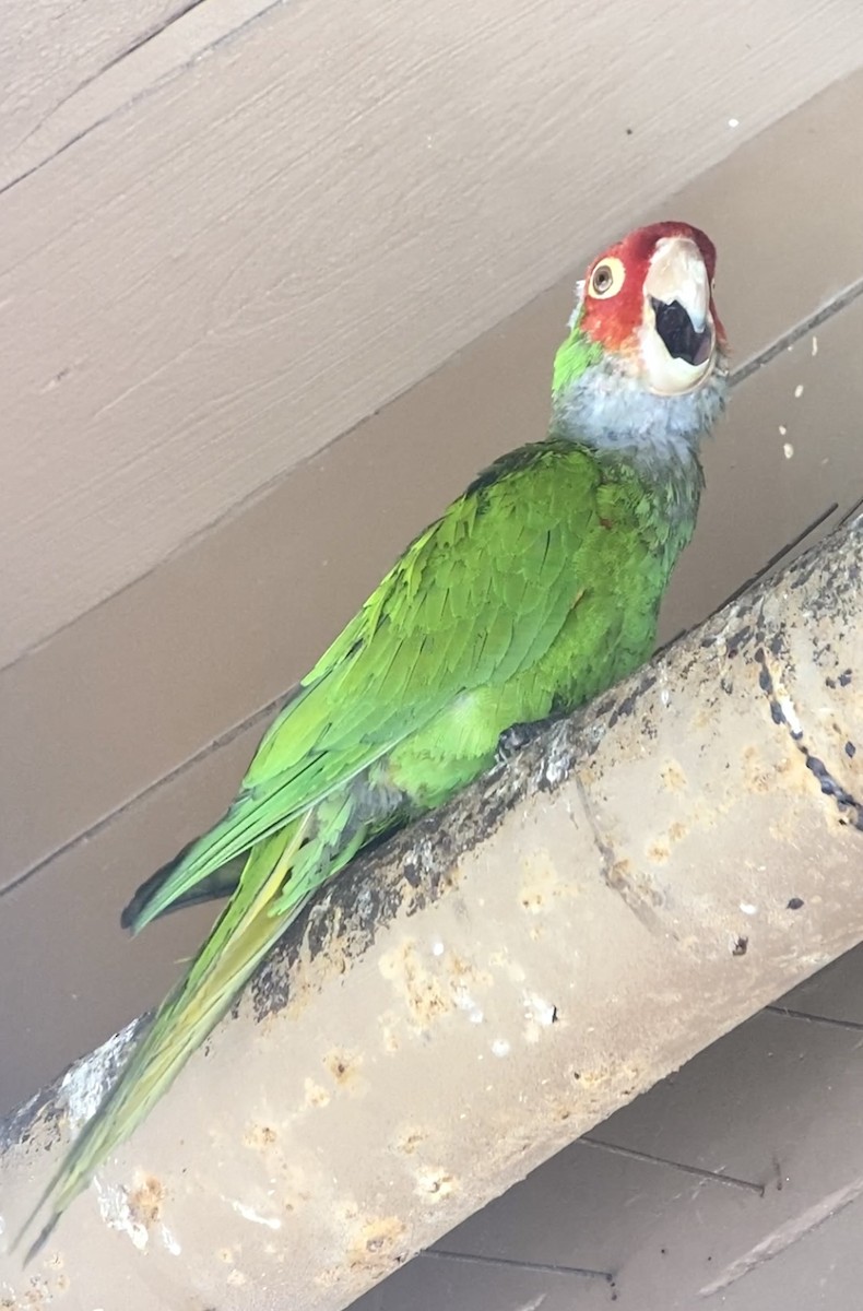 Psittaciformes sp. (parakeet sp.) - ML470515511