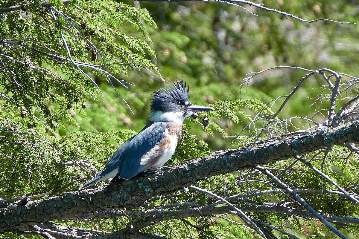 Belted Kingfisher - ML470515891