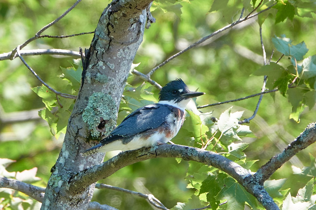 Belted Kingfisher - ML470515901