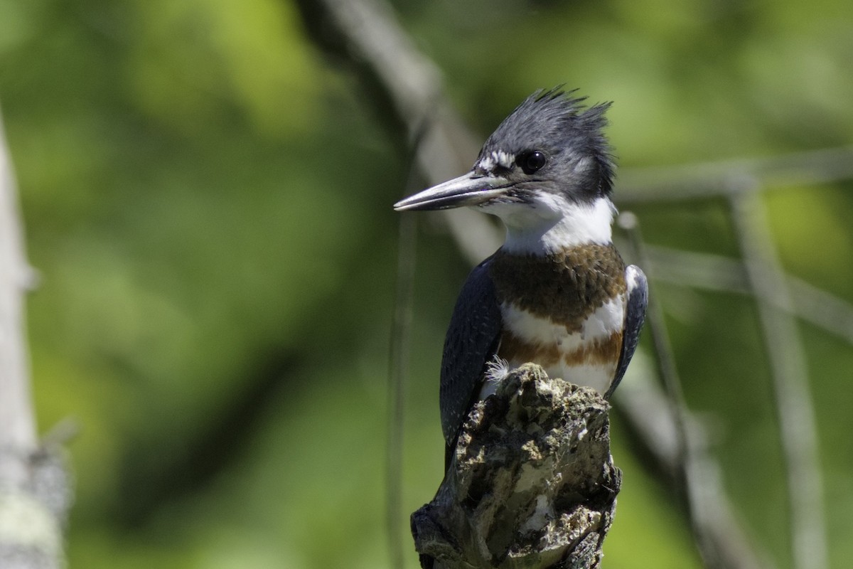 Belted Kingfisher - ML470517411