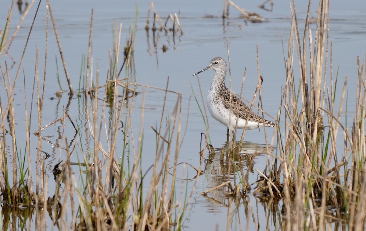 Marsh Sandpiper - ML470517821